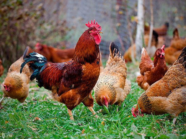 Породы куриц | ЗооТом - продажа, вязка и услуги для животных в Максатихе