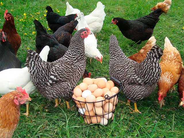 Содержание кур и уход за ними | ЗооТом - продажа, вязка и услуги для животных в Максатихе