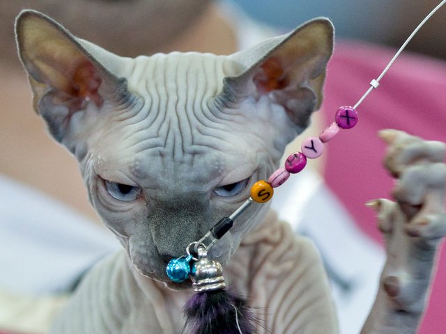 Выставки кошек в Максатихе | ЗооТом портал о животных