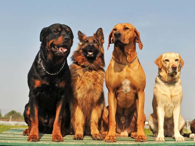 Крупные породы собак в Максатихе | ЗооТом портал о животных