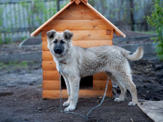 Все о собаках в Максатихе Все о собаках в Максатихе